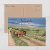 Paarden in Mongolië Briefkaart (Voorkant / Achterkant)