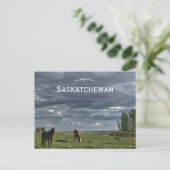 Paarden in Mortlach Saskatchewan Nederland Briefkaart (Staand voorkant)