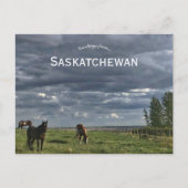 Paarden in Mortlach Saskatchewan Nederland Briefkaart (Voorkant)