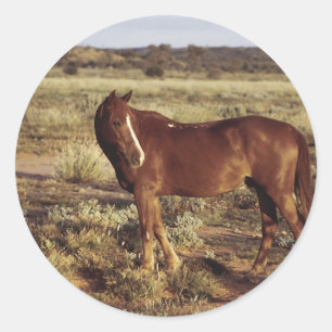 Paarden in pasta ronde sticker