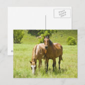 Paarden in San Rafael Valley, Arizona Briefkaart (Voorkant / Achterkant)