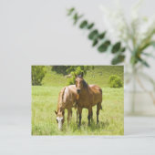 Paarden in San Rafael Valley, Arizona Briefkaart (Staand voorkant)