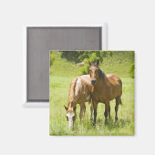 Paarden in San Rafael Valley, Arizona Magneet (Voorkant / Achterkant)