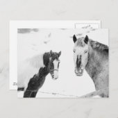 Paarden in sneeuw briefkaart (Voorkant / Achterkant)