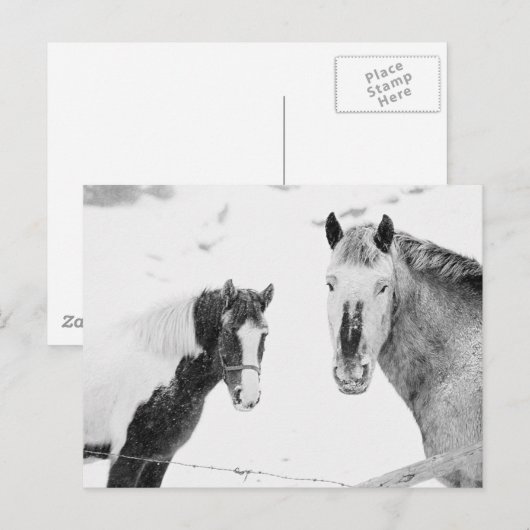 Paarden in sneeuw briefkaart (Voorkant / Achterkant)