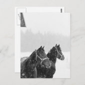 Paarden in Snowfall Briefkaart (Voorkant / Achterkant)