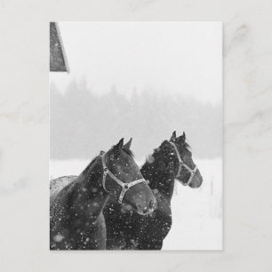 Paarden in Snowfall Briefkaart