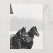 Paarden in Snowfall Briefkaart (Voorkant)