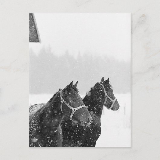 Paarden in Snowfall Briefkaart (Voorkant)