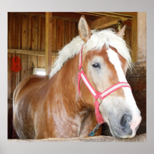 Paarden in Stall 1 Poster