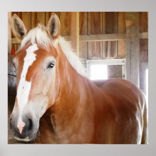 Paarden in Stall 2 Poster (Voorkant)