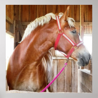 Paarden in Stall 3 Poster