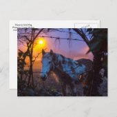 Paarden in Sunset Irish Fog Briefkaart (Voorkant / Achterkant)