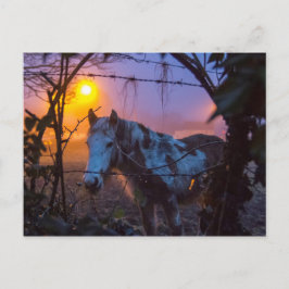 Paarden in Sunset Irish Fog Briefkaart