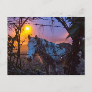 Paarden in Sunset Irish Fog Briefkaart