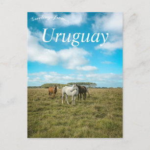 Paarden in Uruguay Briefkaart