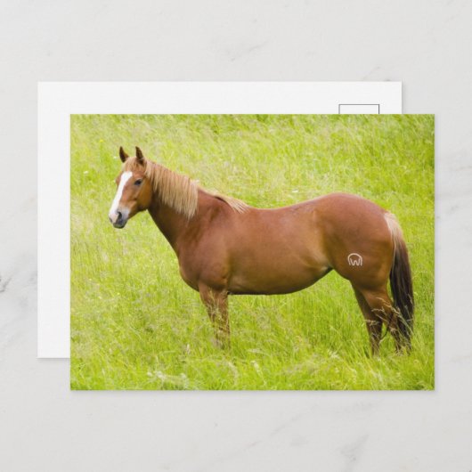 Paarden in voorjaarsveld briefkaart (Voorkant / Achterkant)