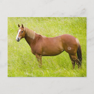 Paarden in voorjaarsveld briefkaart