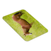 Paarden in voorjaarsveld magneet (Rechterzijde)