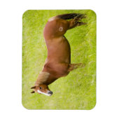 Paarden in voorjaarsveld magneet (Verticaal)