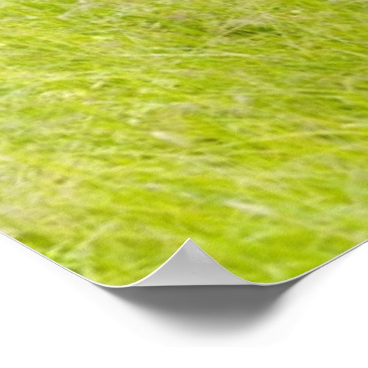 Paarden in voorjaarsveld poster (Hoek)