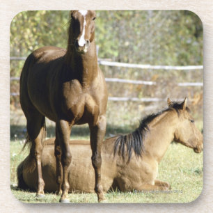Paarden in weide bier onderzetter
