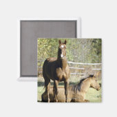 Paarden in weide magneet (Voorkant / Achterkant)