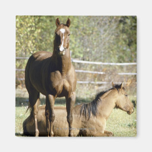 Paarden in weide magneet