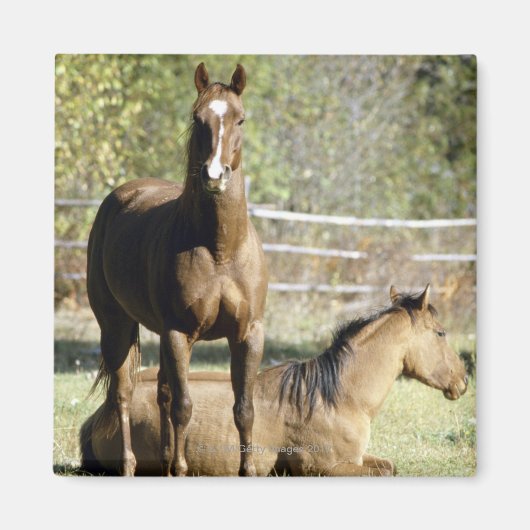Paarden in weide magneet (Voorkant)