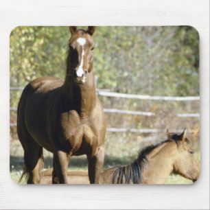 Paarden in weide muismat