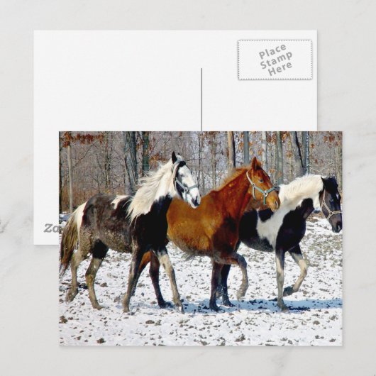 Paarden in wintersneeuw briefkaart (Voorkant / Achterkant)