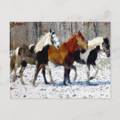 Paarden in wintersneeuw briefkaart (Voorkant)
