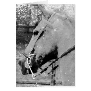 Paarden in zwart-wit