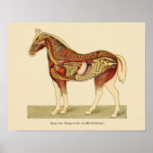Paarden Interne anatomie Afdrukken  1917 Poster (Voorkant)