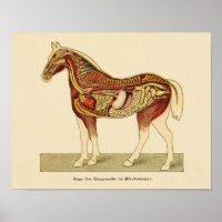 Paarden Interne anatomie Afdrukken 1917