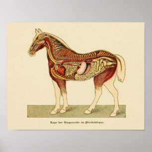 Paarden Interne anatomie Afdrukken  1917 Poster