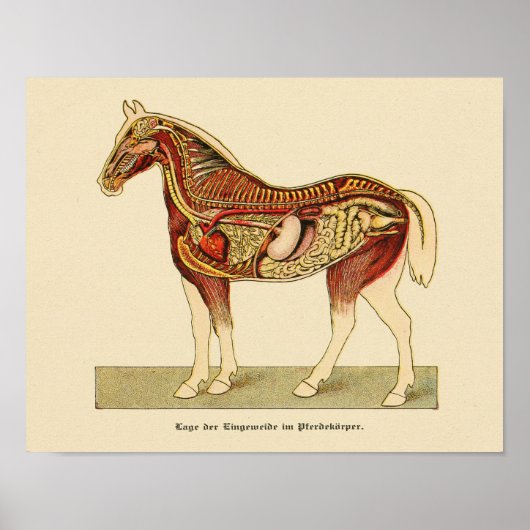 Paarden Interne anatomie Afdrukken  1917 Poster (Voorkant)
