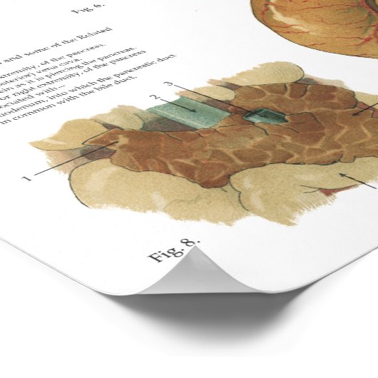 Paarden Interne anatomie Grafiek 18 x 24 inch Poster (Hoek)