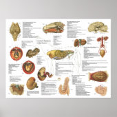 Paarden Interne anatomie Grafiek 18 x 24 inch Poster (Voorkant)
