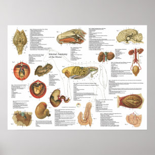 Paarden Interne anatomie Grafiek 18 x 24 inch Poster