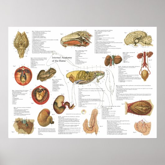 Paarden Interne anatomie Grafiek 18 x 24 inch Poster (Voorkant)