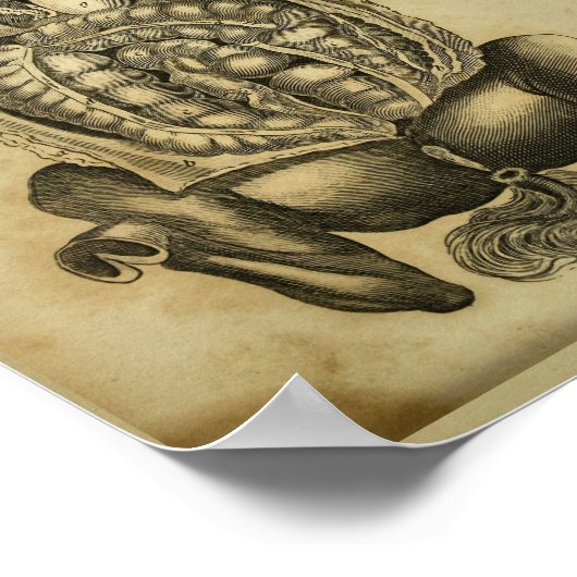 Paarden Interne Anatomie  Veterinary Print (Hoek)