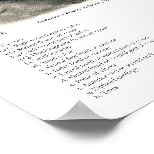 Paarden Interne anatomiegrafiek Poster (Hoek)