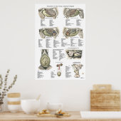 Paarden Interne anatomiegrafiek Poster (Keuken)
