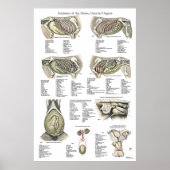 Paarden Interne anatomiegrafiek Poster (Voorkant)