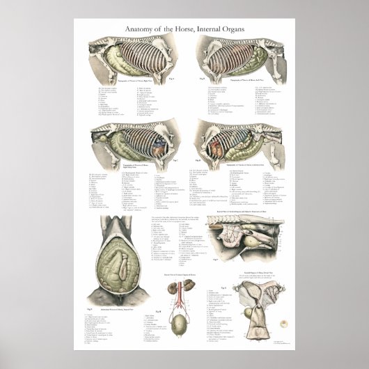 Paarden Interne anatomiegrafiek Poster (Voorkant)