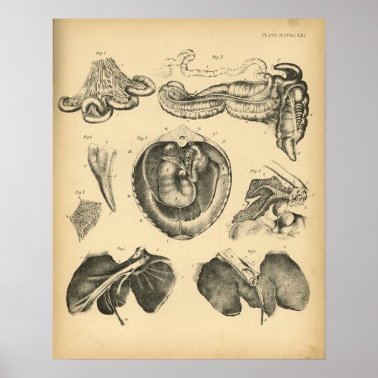Paarden interne organen Anatomy 1908  afdrukken Poster (Voorkant)