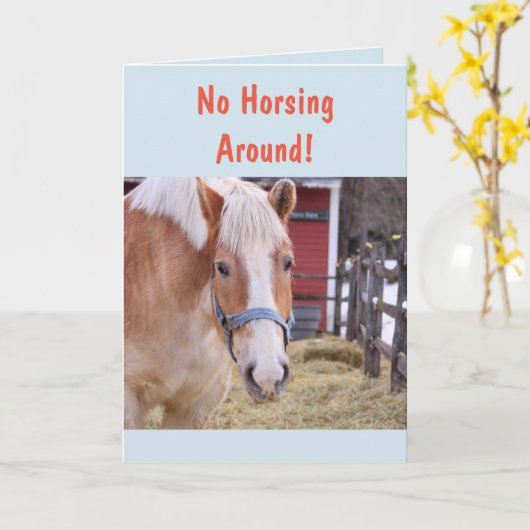 Paarden komen snel goed kaart (Gele Bloem)