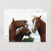 Paarden lachen briefkaart (Voorkant / Achterkant)