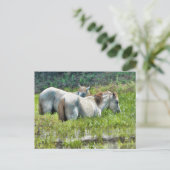 Paarden Langs de Amazone Briefkaart (Staand voorkant)